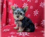 Small Photo #1 Yorkshire Terrier Puppy For Sale in GLEN ROCK, PA, USA