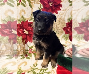 German Shepherd Dog Puppy for Sale in EUGENE, Oregon USA