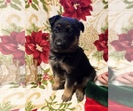 Small German Shepherd Dog