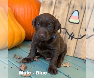 Labrador Retriever Puppy for Sale in CORBIN, Kentucky USA