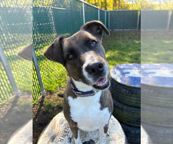 Medium Photo #53 Borador Puppy For Sale in Brewster, NY, USA