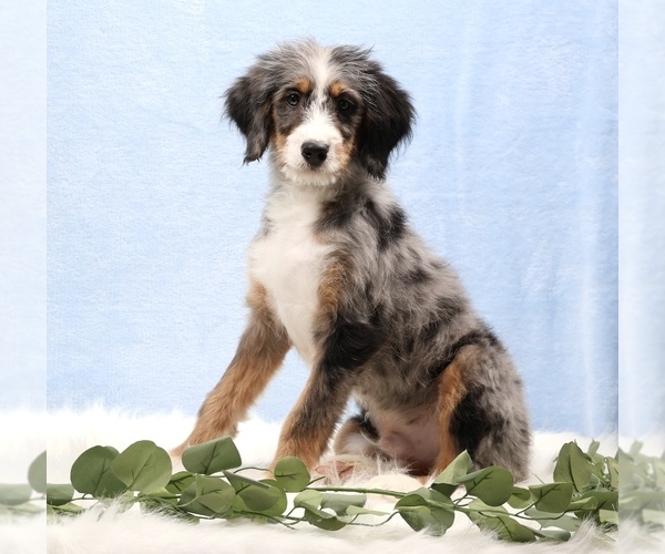 Medium Photo #1 Bernedoodle (Miniature) Puppy For Sale in LIVINGSTON, WI, USA