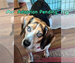 Small #12 Beagle