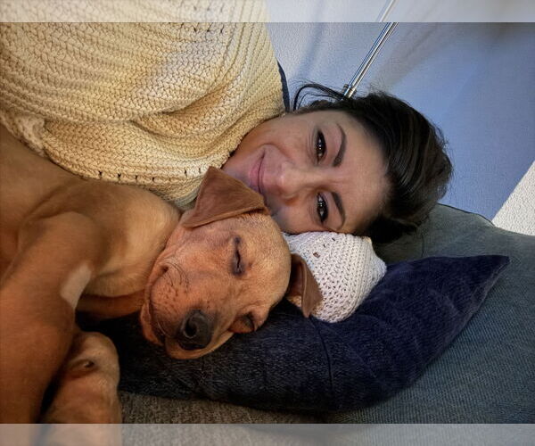 Medium Photo #2 Australian Shepherd-Unknown Mix Puppy For Sale in Aurora, CO, USA