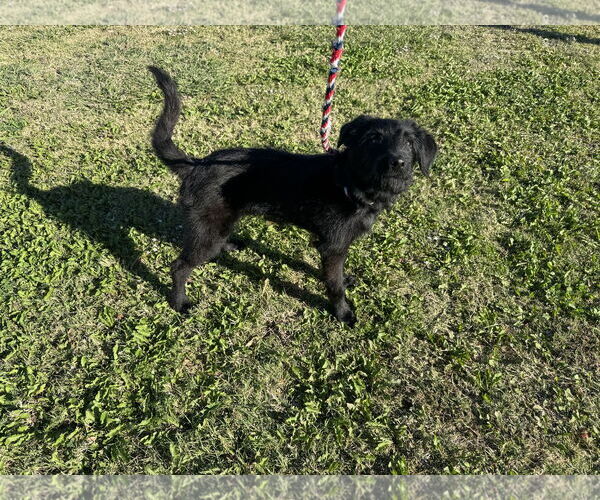 Medium Photo #8 Mutt Puppy For Sale in McKinney, TX, USA