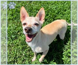 Chihuahua Dogs for adoption in Sugar Land, TX, USA