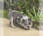 Puppy Maestro English Bulldog