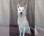 Small #1 Siberian Husky