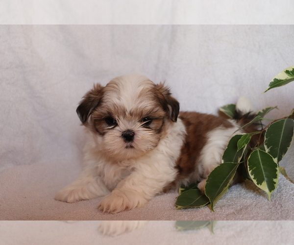 Medium Photo #1 Shih Tzu Puppy For Sale in SHILOH, OH, USA