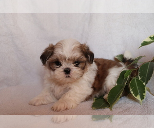 Shih Tzu Puppy for sale in SHILOH, OH, USA