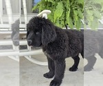 Small #7 Newfoundland