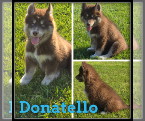 Siberian Husky Puppy for sale in WHEELER, MI, USA