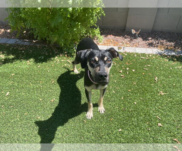 Medium Photo #6 Catahoula Leopard Dog-Greyhound Mix Puppy For Sale in Chandler, AZ, USA