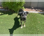 Small #5 Catahoula Leopard Dog-Greyhound Mix