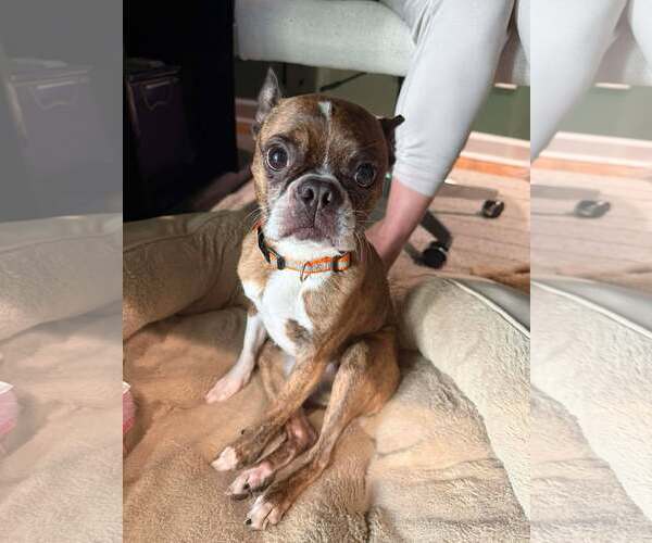 Medium Photo #4 Boston Terrier Puppy For Sale in Spring Lake, NC, USA