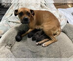 Small #20 Boxer