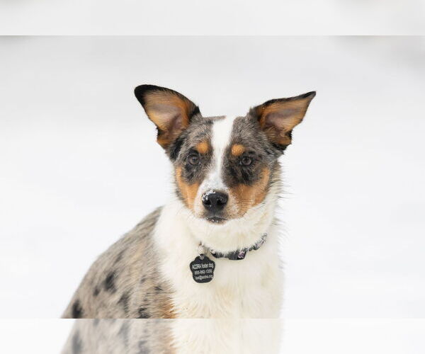 Medium Photo #1 Mutt Puppy For Sale in Garden City, NY, USA