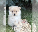 Small #2 Pomeranian