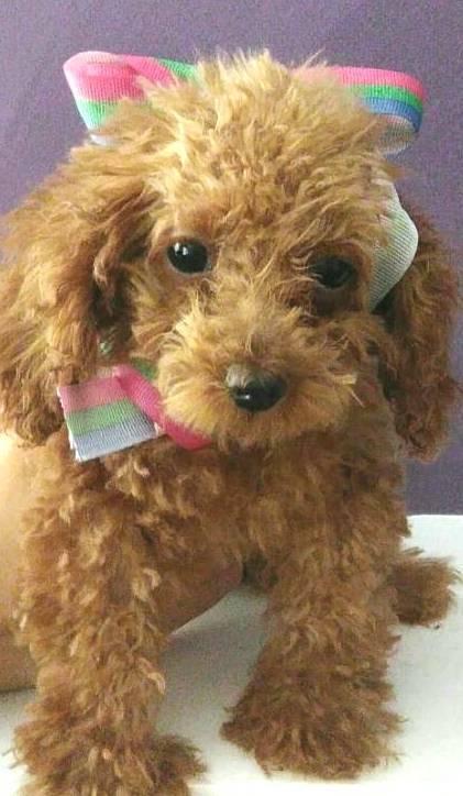 Medium Photo #1 Poodle (Toy) Puppy For Sale in LOS ANGELES, CA, USA
