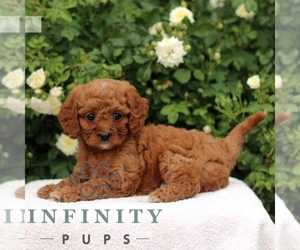 Cavapoo Puppy for sale in PARADISE, PA, USA