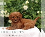 Small Cavapoo