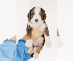 Small Photo #2 Bernedoodle Puppy For Sale in LINDON, UT, USA