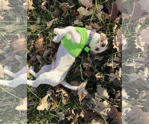 Medium Photo #4 Chihuahua-Unknown Mix Puppy For Sale in Omaha, NE, USA