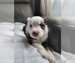 Small #9 Miniature Australian Shepherd