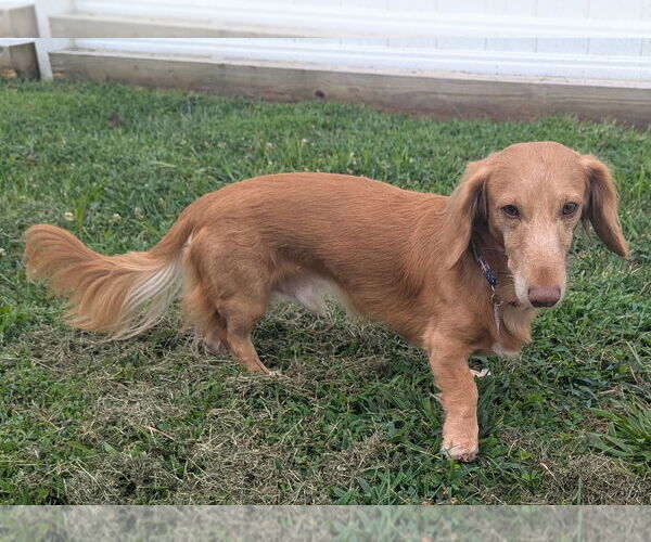Medium Photo #2 Dachshund Puppy For Sale in Shelbyville, TN, USA