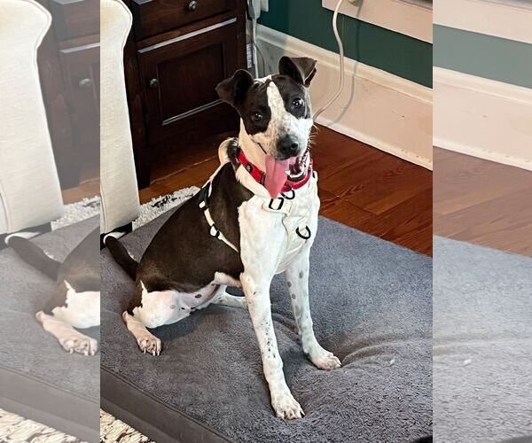 Medium Photo #9 Border Collie-Unknown Mix Puppy For Sale in Oakhurst, NJ, USA