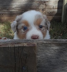 Australian Shepherd Puppy for sale in BRIGGS, TX, USA