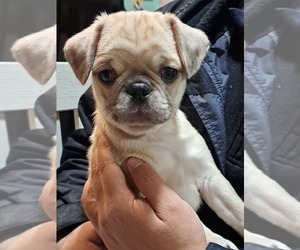 Pug Puppy for sale in NEW BERN, NC, USA