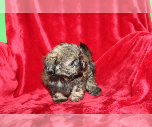 Medium Photo #7 Shih Tzu Puppy For Sale in LIVE OAK, FL, USA