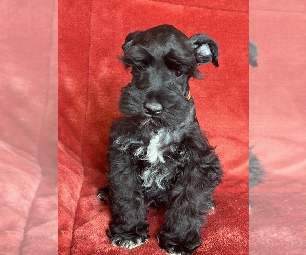 Medium Photo #3 Schnauzer (Miniature) Puppy For Sale in ROY, WA, USA