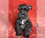 Small #2 Schnauzer (Miniature)