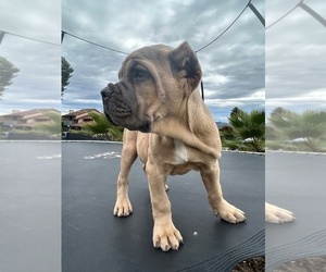 Cane Corso Litter for sale in OCEANSIDE, CA, USA