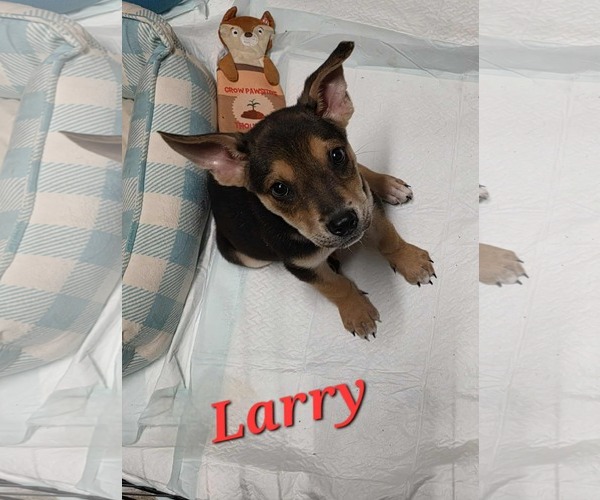 Medium Photo #1 Rat-Cha Puppy For Sale in Columbus, IN, USA
