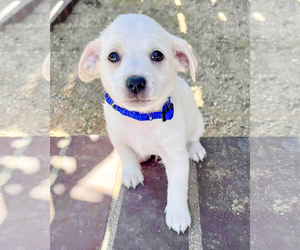 Chihuahua-Unknown Mix Dogs for adoption in Corona, CA, USA