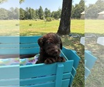 Small #5 Labradoodle