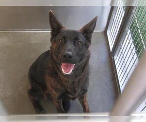 Mutt Dogs for adoption in Orange, CA, USA