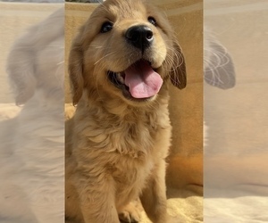 Medium Golden Retriever