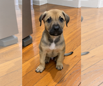 Alfie - Male Mutt Dog for Adoption - Small photo