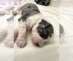 Small Photo #8 Aussiedoodle-Bernedoodle Mix Puppy For Sale in BELTON, SC, USA