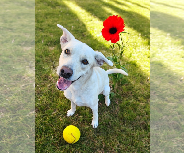 Medium Photo #2 Labrador Retriever Puppy For Sale in McKinney, TX, USA
