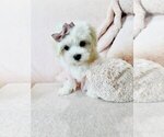 Small #16 Maltese