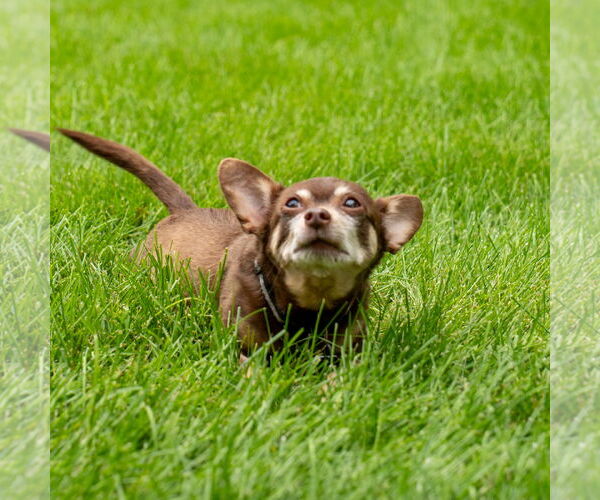 Medium Photo #2 Chipin Puppy For Sale in Princeton, MN, USA
