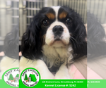 Small Cavalier King Charles Spaniel