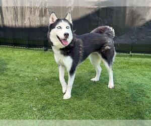 Siberian Husky Dogs for adoption in Orange, CA, USA