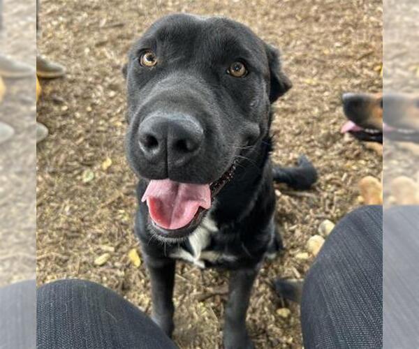 Medium Photo #1 Labrador Retriever-Unknown Mix Puppy For Sale in Visalia, CA, USA