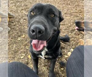 Labrador Retriever-Unknown Mix Dogs for adoption in Visalia, CA, USA